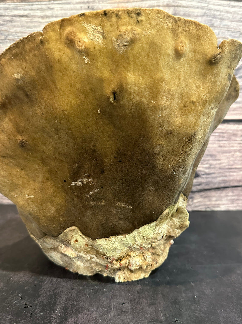 Cup Coral (Natural) 11x7x8"