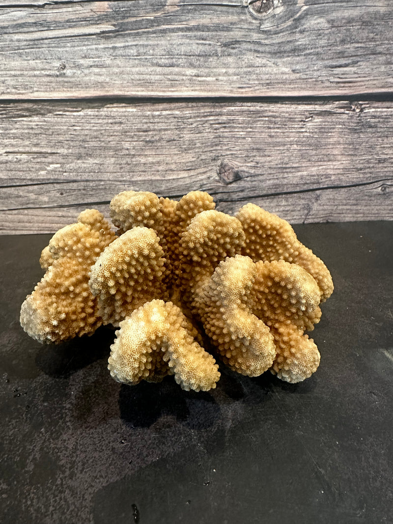 Cauliflower Coral (Natural) 7x6x3"