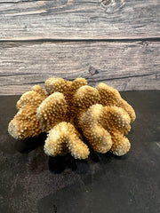 Cauliflower Coral (Natural) 7x6x3