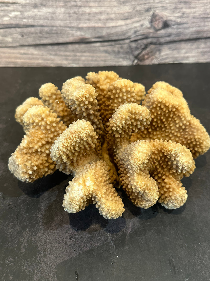 Cauliflower Coral (Natural) 7x6x3"