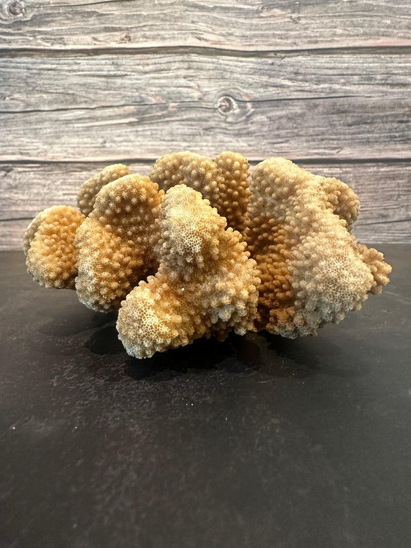 Cauliflower Coral (Natural) 7x6x3"