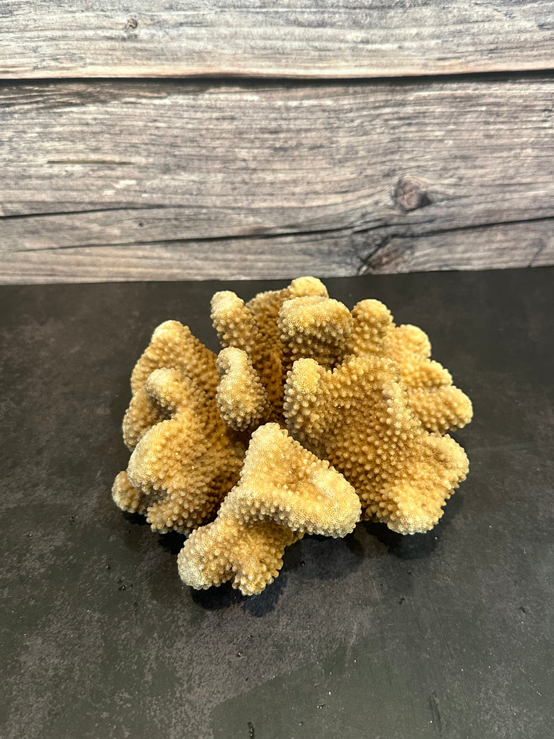 Cauliflower Coral (Natural) 7x6x3"