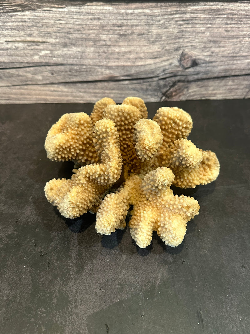 Cauliflower Coral (Natural) 7x6x3"