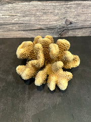 Cauliflower Coral (Natural) 7x6x3