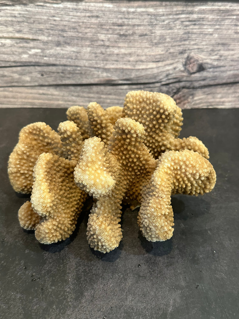 Cauliflower Coral (Natural) 7x6x3"