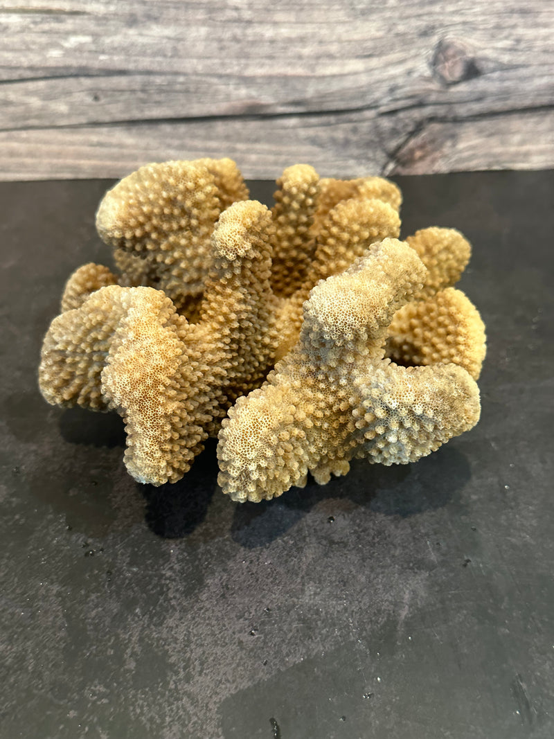 Cauliflower Coral (Natural) 7x6x3"