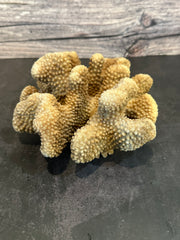 Cauliflower Coral (Natural) 7x6x3