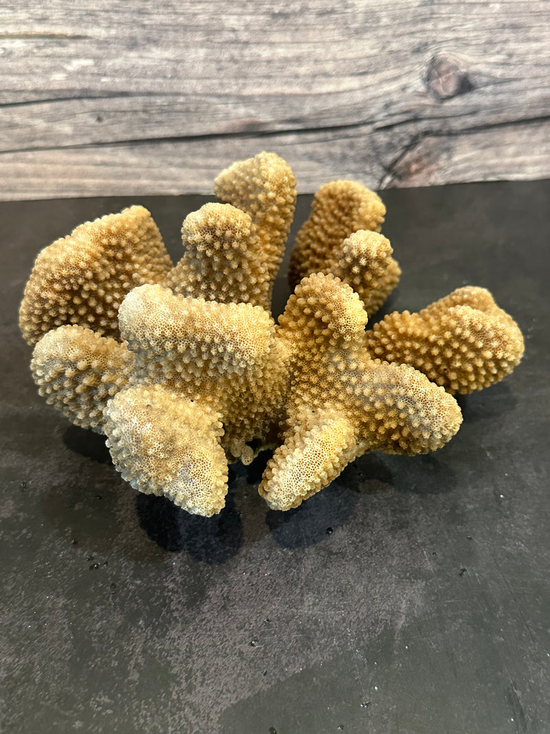 Cauliflower Coral (Natural) 7x6x3"