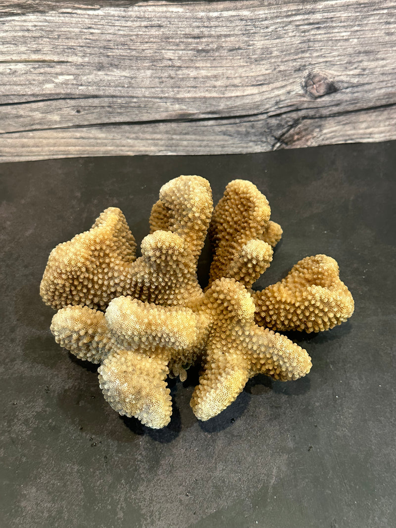 Cauliflower Coral (Natural) 7x6x3"