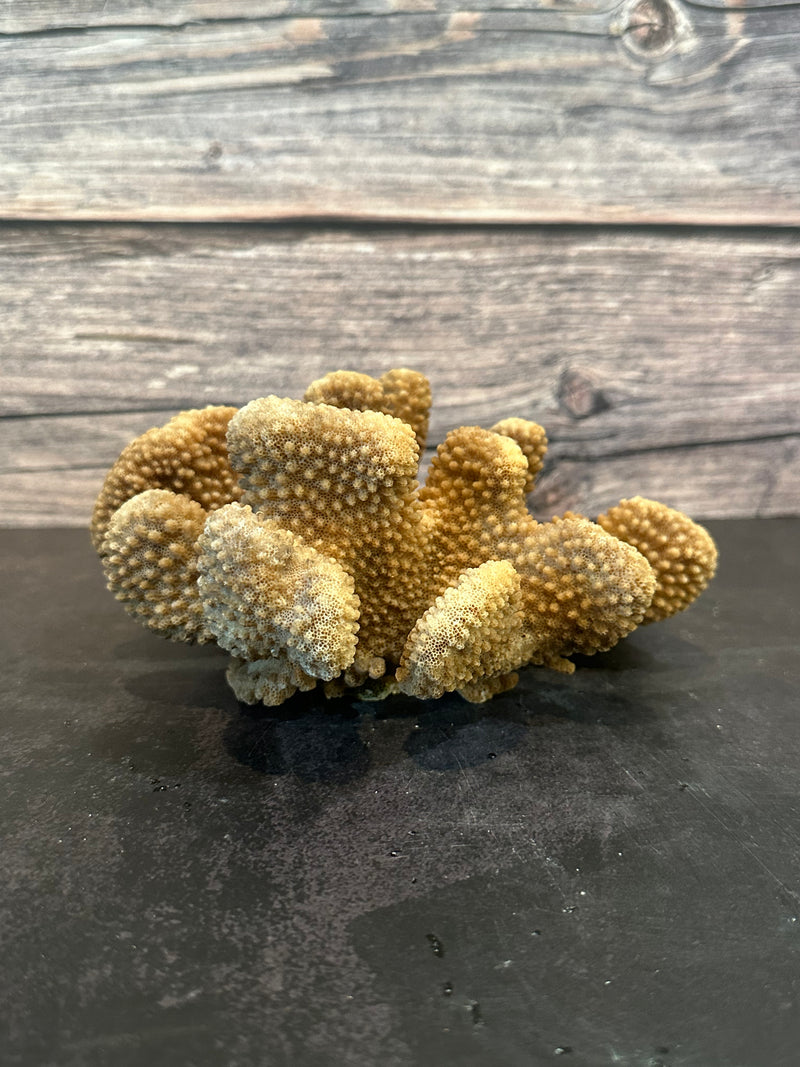 Cauliflower Coral (Natural) 7x6x3"