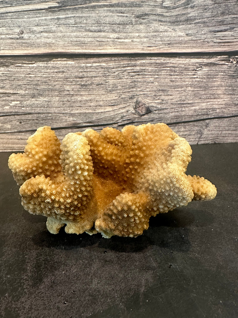 Cauliflower Coral (Natural) 6x4x3"