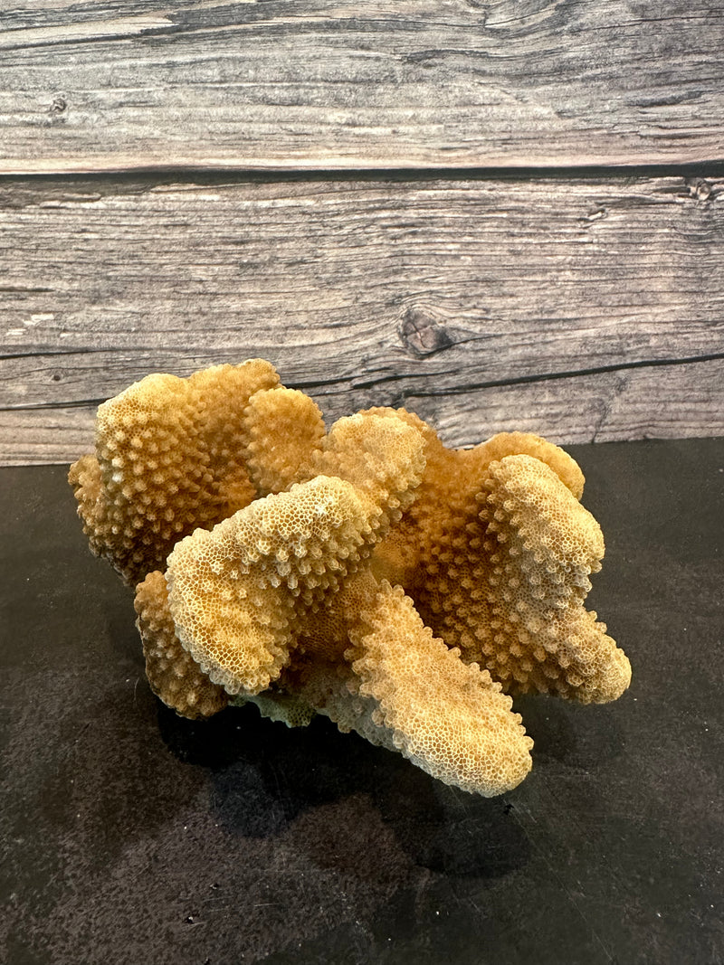 Cauliflower Coral (Natural) 6x4x3"