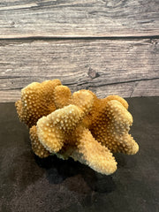 Cauliflower Coral (Natural) 6x4x3