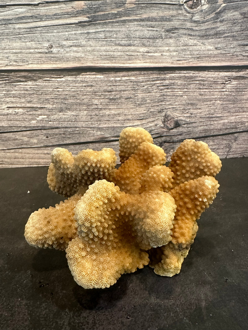 Cauliflower Coral (Natural) 6x4x3"