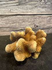 Cauliflower Coral (Natural) 6x4x3