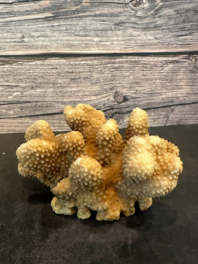 Cauliflower Coral (Natural) 6x4x3"