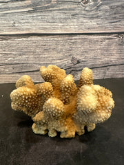 Cauliflower Coral (Natural) 6x4x3