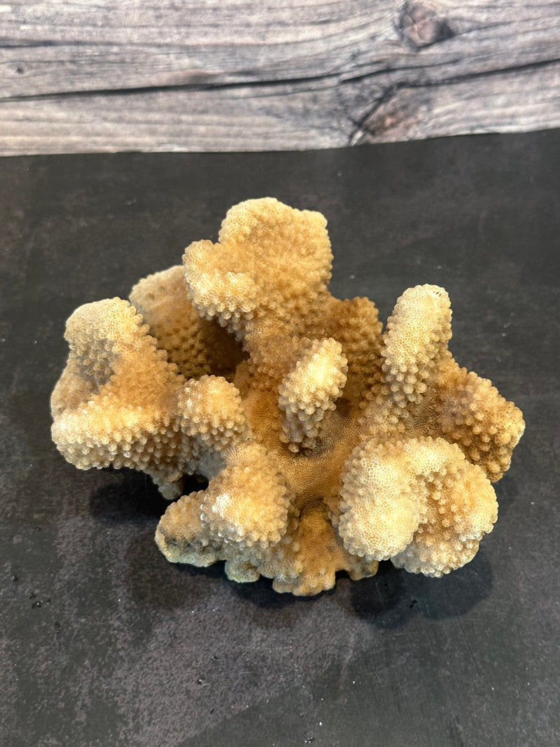 Cauliflower Coral (Natural) 6x4x3"