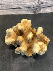 Cauliflower Coral (Natural) 6x4x3