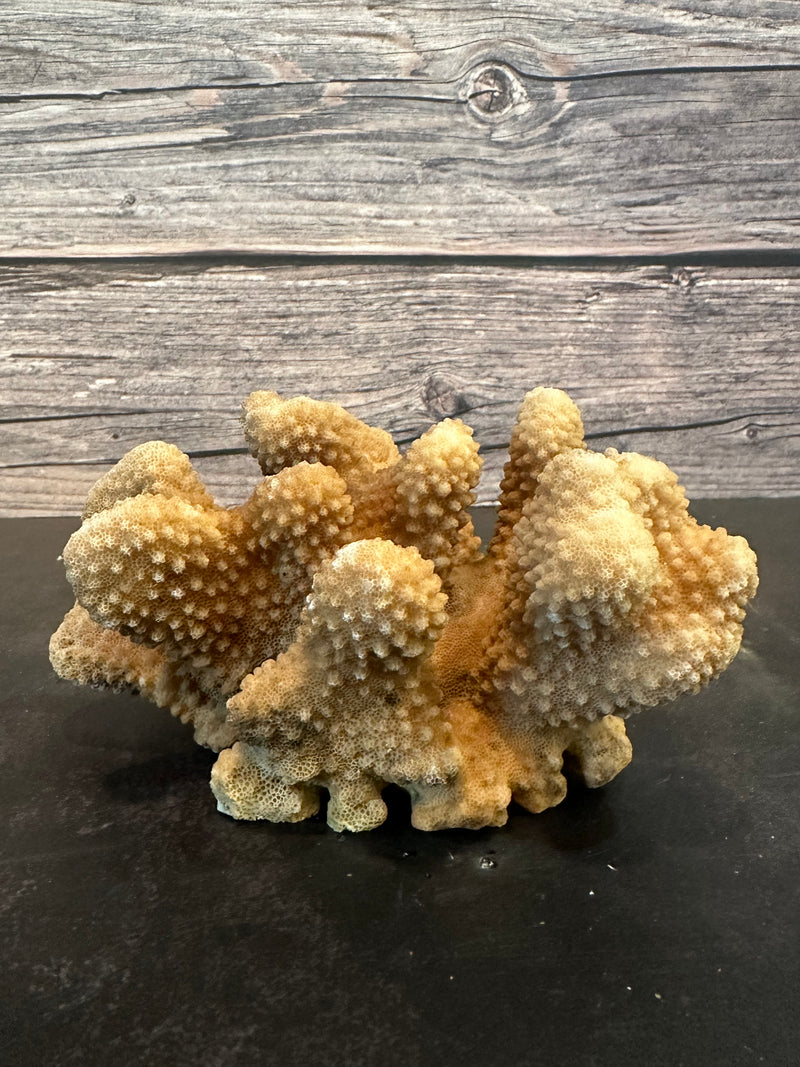 Cauliflower Coral (Natural) 6x4x3"