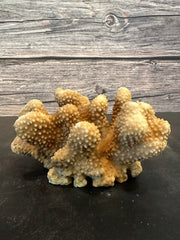 Cauliflower Coral (Natural) 6x4x3