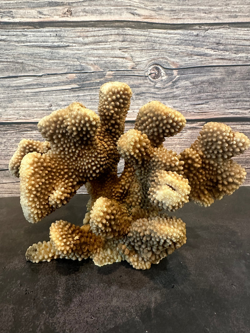 Cauliflower Coral (Natural) 10x5x6"