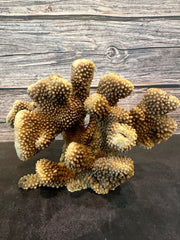 Cauliflower Coral (Natural) 10x5x6