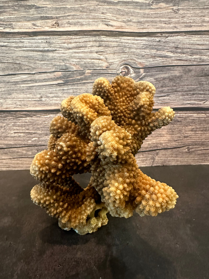 Cauliflower Coral (Natural) 10x5x6"