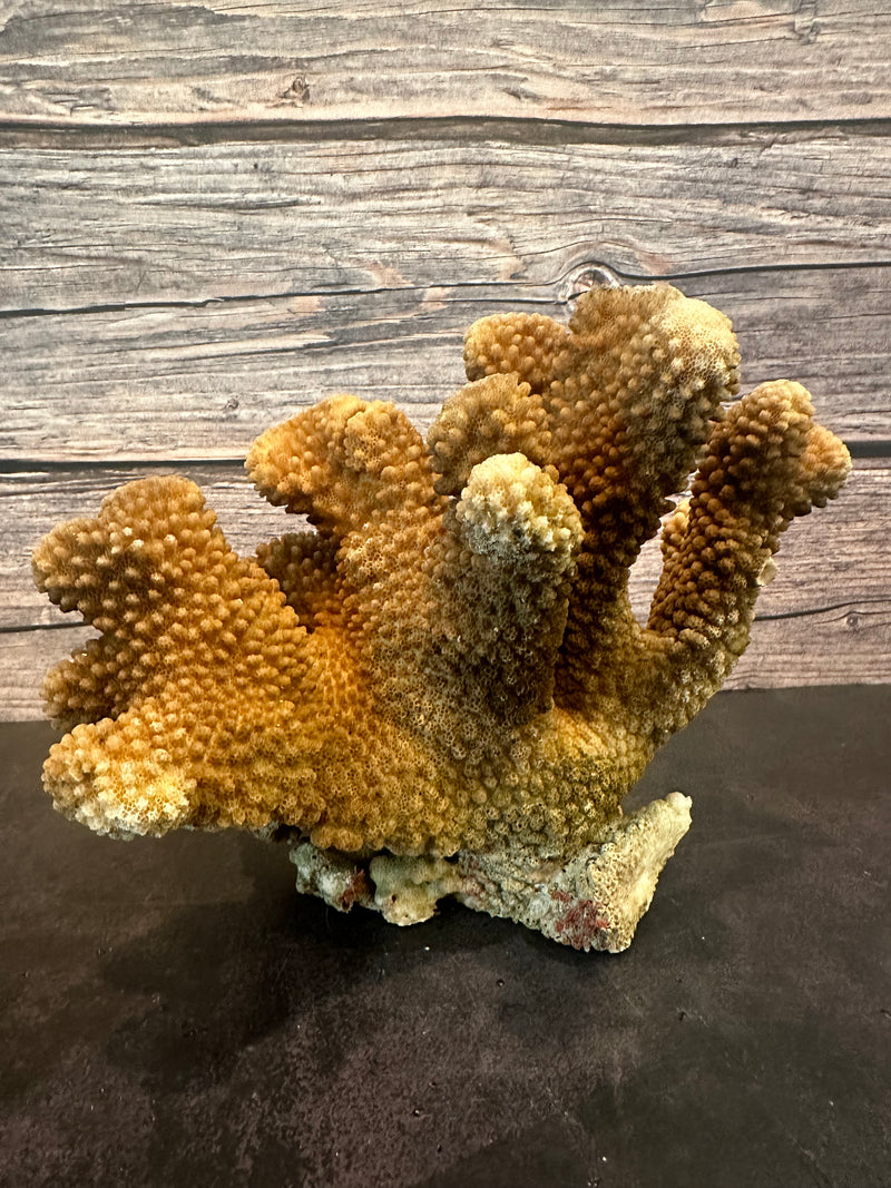 Cauliflower Coral (Natural) 10x5x6"