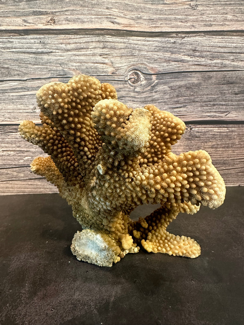 Cauliflower Coral (Natural) 10x5x6"