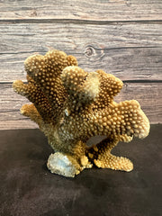 Cauliflower Coral (Natural) 10x5x6