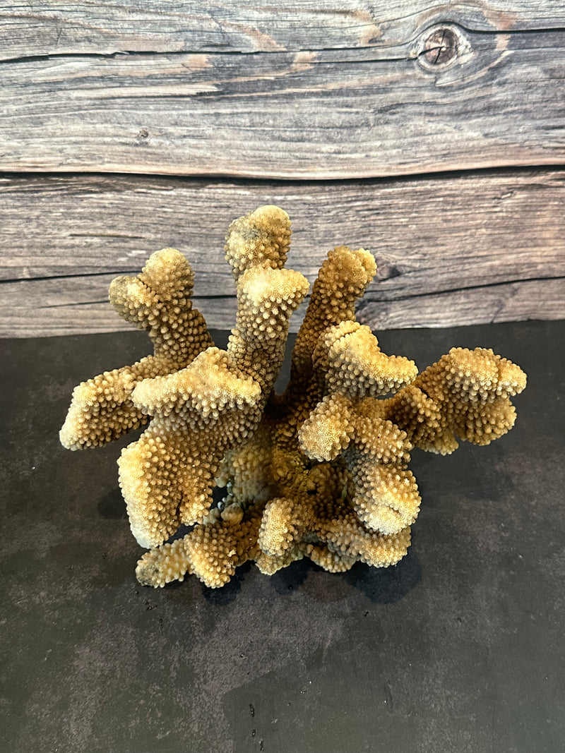 Cauliflower Coral (Natural) 10x5x6"