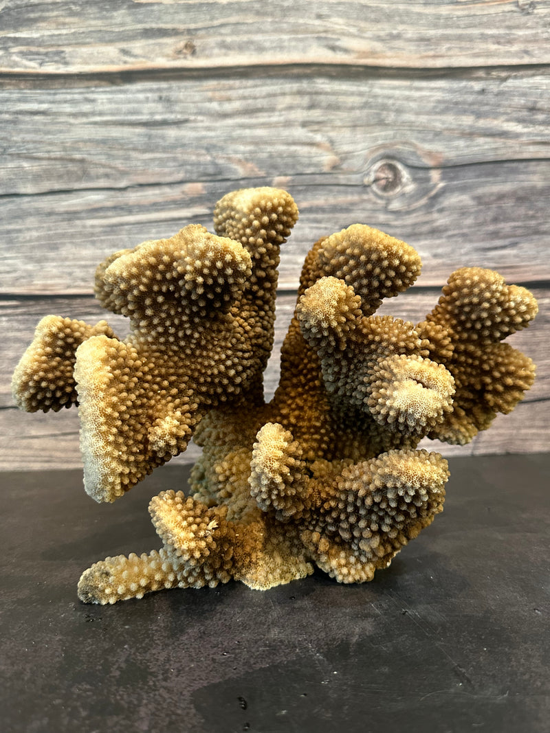 Cauliflower Coral (Natural) 10x5x6"