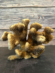 Cauliflower Coral (Natural) 10x5x6