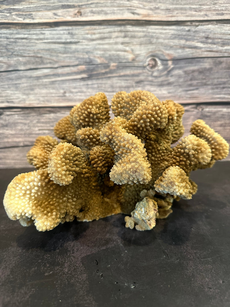 Cauliflower Coral (Natural) 11x8x6"