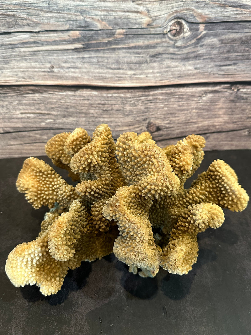 Cauliflower Coral (Natural) 11x8x6"