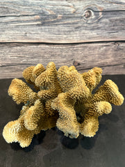 Cauliflower Coral (Natural) 11x8x6