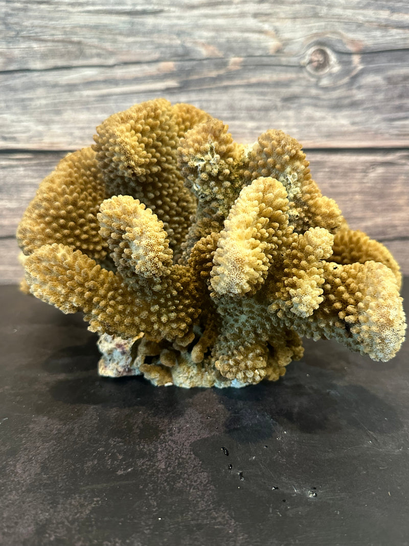 Cauliflower Coral (Natural) 11x8x6"