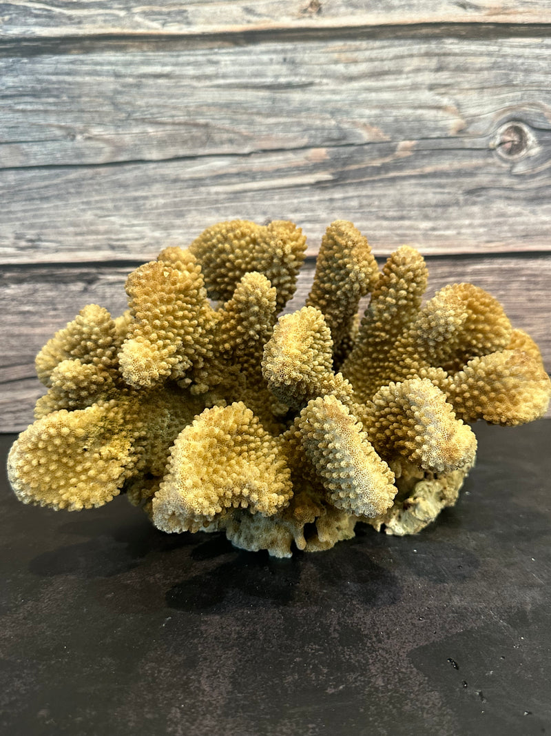 Cauliflower Coral (Natural) 11x8x6"