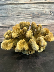 Cauliflower Coral (Natural) 11x8x6