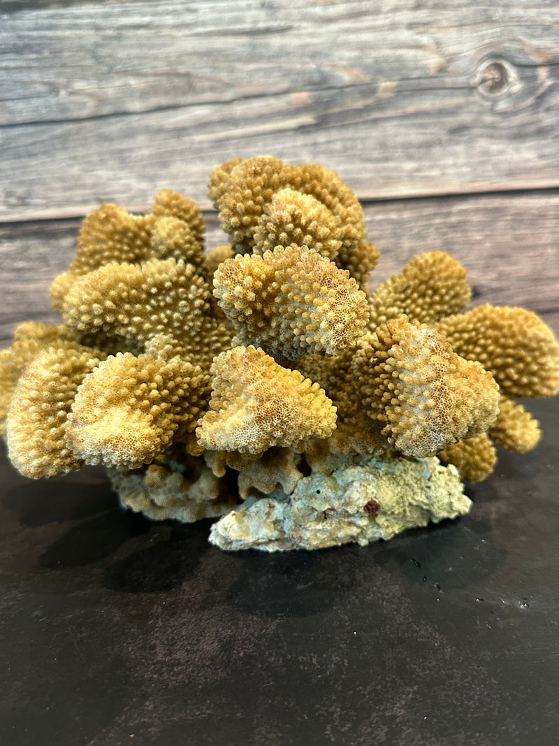 Cauliflower Coral (Natural) 11x8x6"