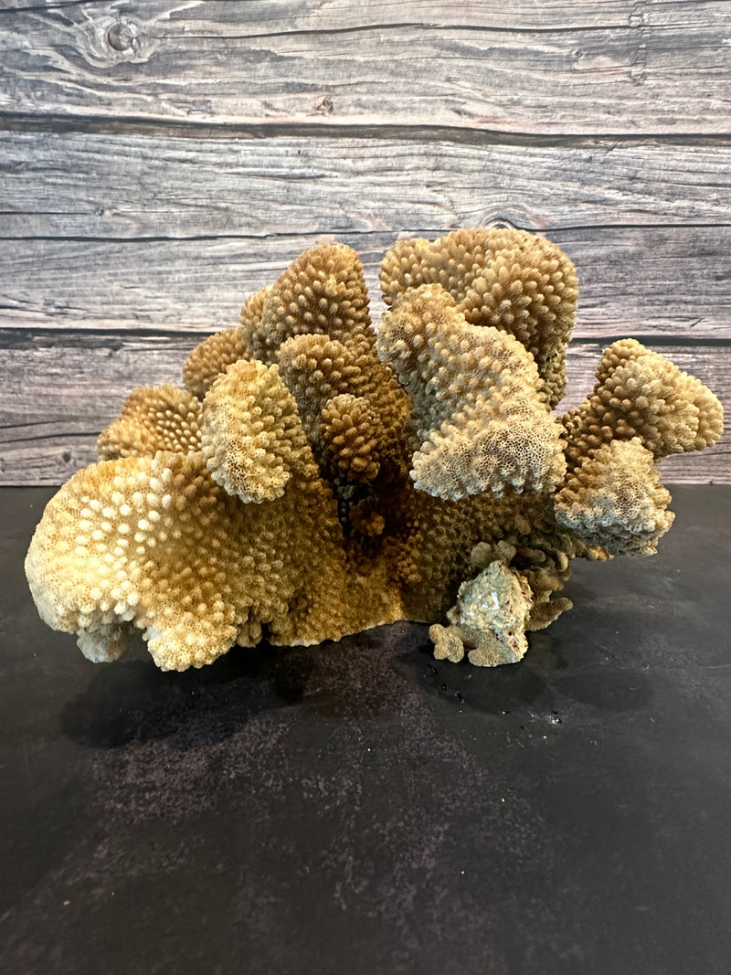 Cauliflower Coral (Natural) 11x8x6"