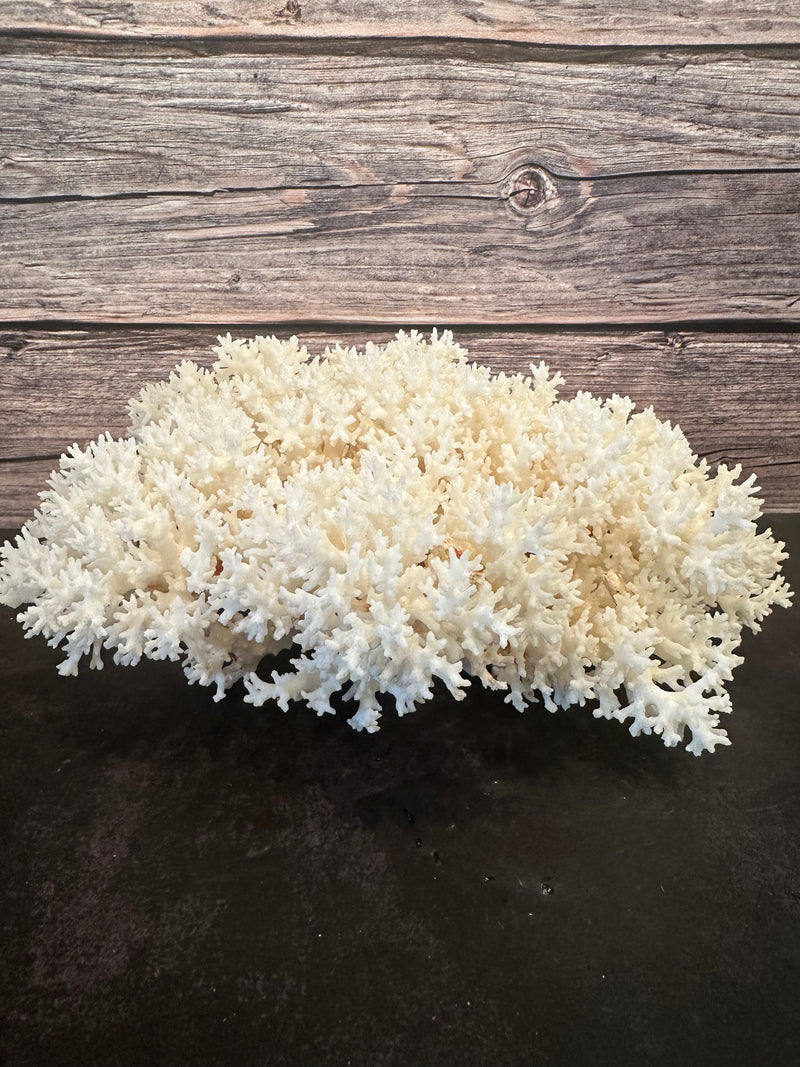 Lace Coral 12x10x5"