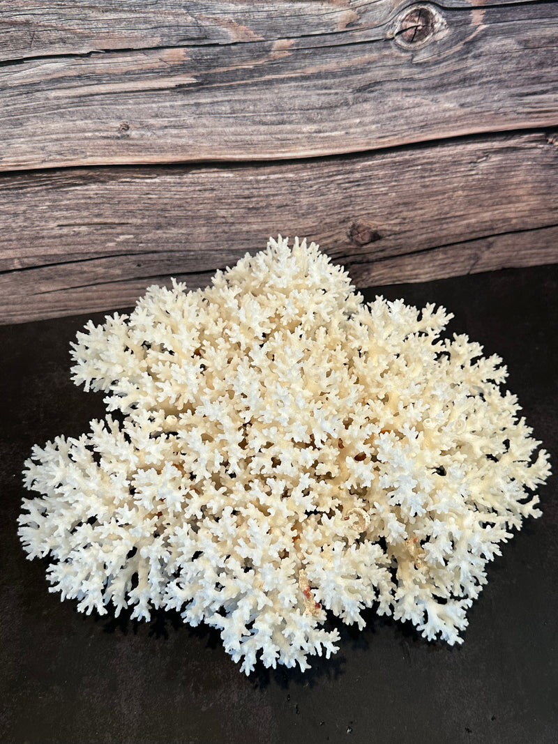 Lace Coral 12x10x5"