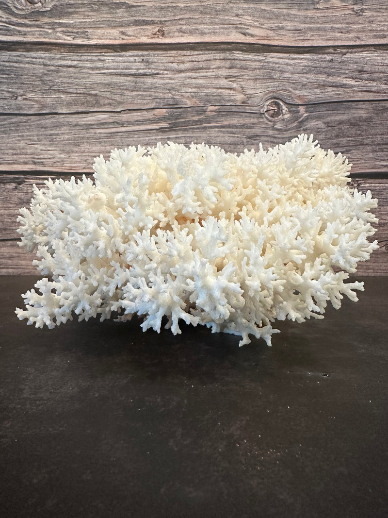 Lace Coral 12x10x5"