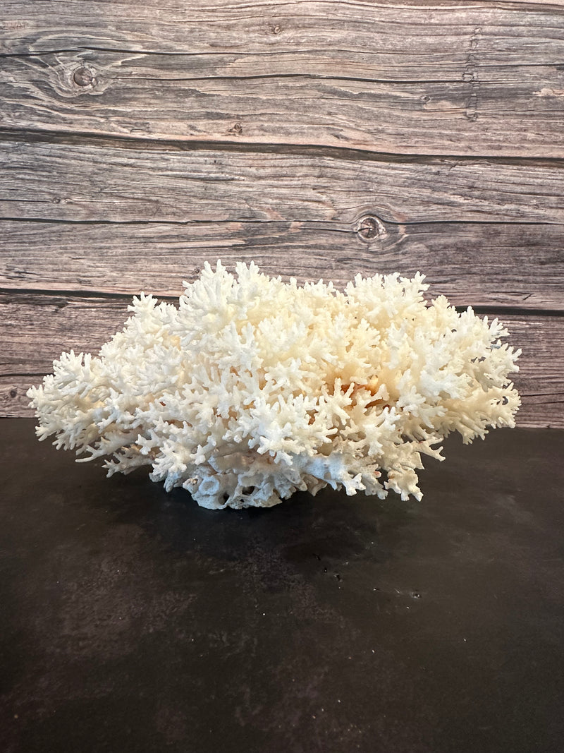 Lace Coral 12x10x5"