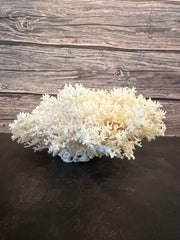 Lace Coral 12x10x5