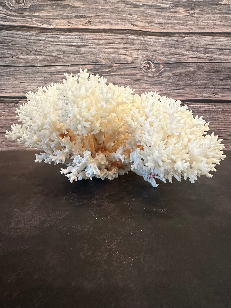 Lace Coral 12x10x5"