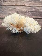 Lace Coral 12x10x5