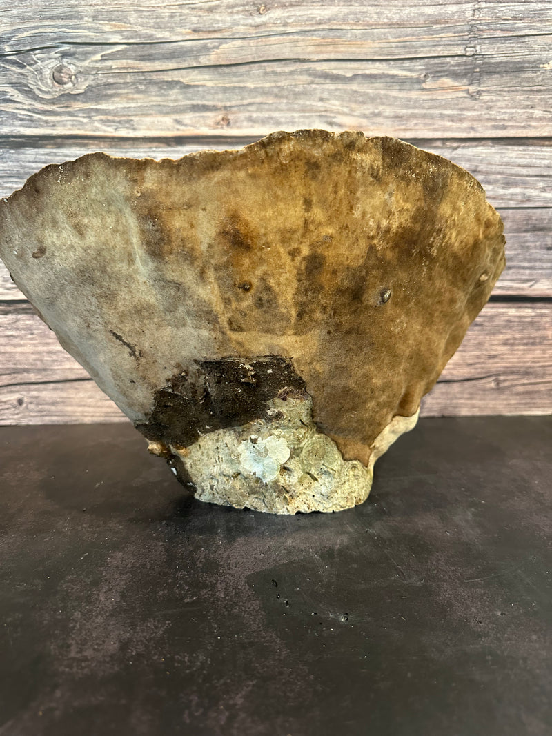 Cup Coral (Natural) 14x9x8.5"